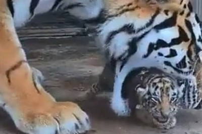 Watch This Adorable Small Tiger Make a Dash for Home! The Cutest Run Ever!
