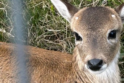 Meet Clemente: The Fawn Born From a Scientific Breakthrough That Could Save an Endangered Species!