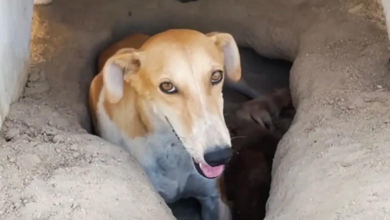 Survivor in the Sands: How One Brave Dog Found Her Puppies and a Second Chance