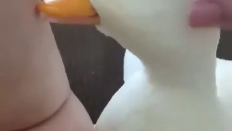Meet the Cutest Little Goose: Adorable Antics You Can't Miss!