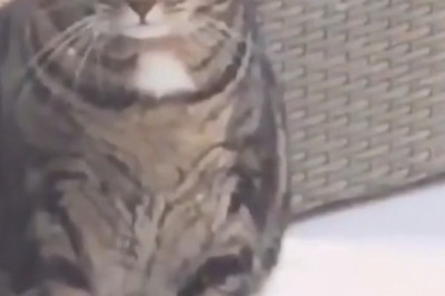 Surprising Friendship: Cat and Bird’s Unlikely Bond! 🐱🕊️