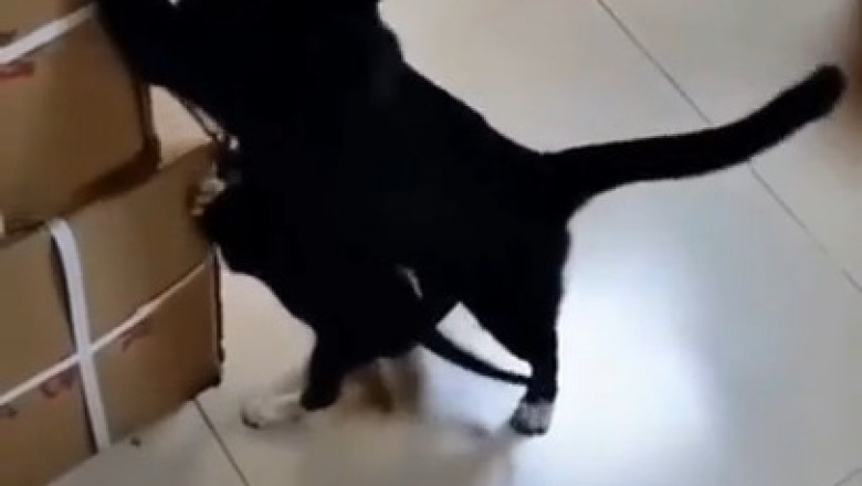 Cats vs. Cartoon Madness: Feline Antics You Can't Miss!