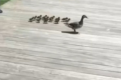 Warning: This Video Will Test Your Nerves!