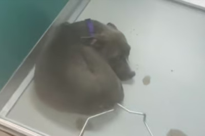 From Euthanasia to Euphoria: How One Woman's Compassion Saved a Puppy Named Courage