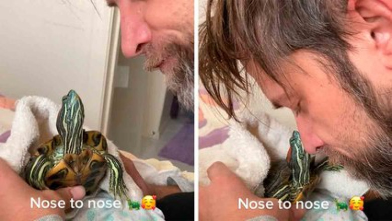 Meet Mr. Mostly Mittens: The Turtle Who Thinks He’s a Dog!