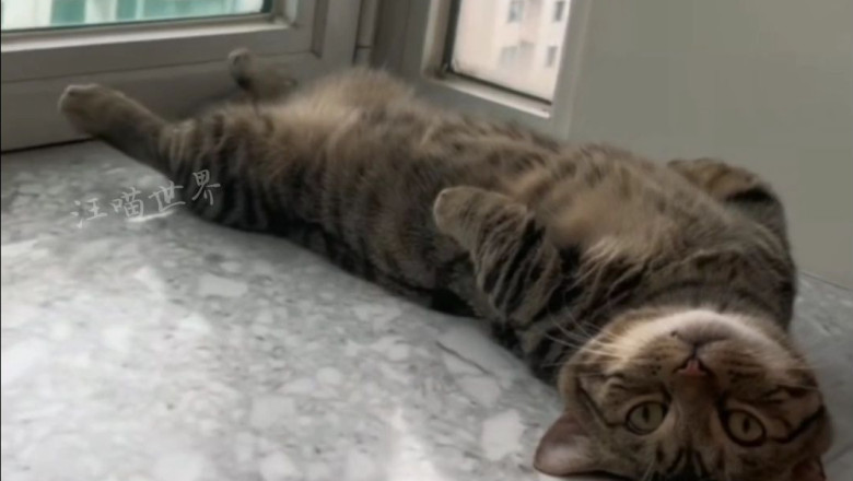 Hilarious Pets Caught in the Act: Laugh-Out-Loud Moments!