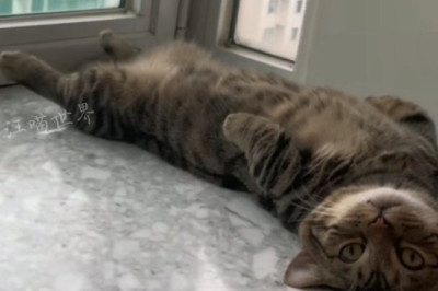 Hilarious Pets Caught in the Act: Laugh-Out-Loud Moments!