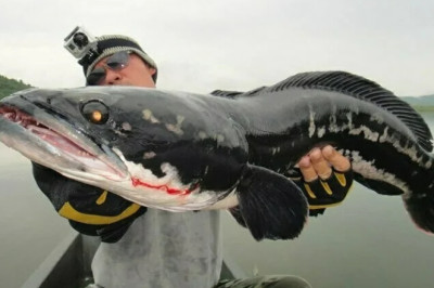 Meet the Amur River's Wildest Fish: Aggression & Adaptation Unleashed!