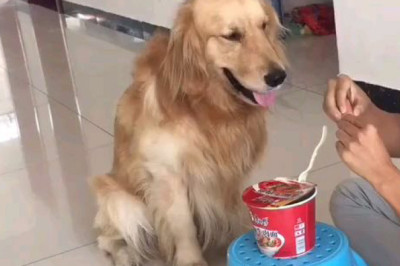 The Cutest Mealtime Moments: Dog's Adorable Reaction When Fed by Owner!