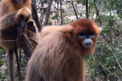 Wild Monkey Mischief: A Day in the Forest with Our Primate Friends!