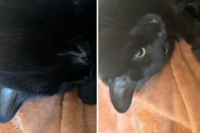 A Cat's Hilarious Dream Disturbance Sparks Over 4 Million Views!