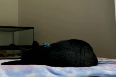 HILARIOUS Cat Fails Compilation: The Ultimate Feline Fumble Fest! 🐾😂