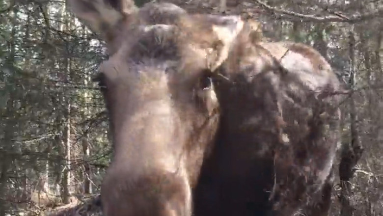 Majestic Moose Meetup: Nature's Gentle Giants Gather!