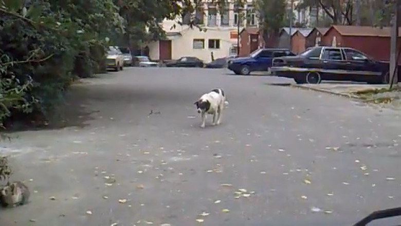 When Cats and Dogs Clash: The Epic Showdown!"