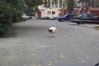 When Cats and Dogs Clash: The Epic Showdown!