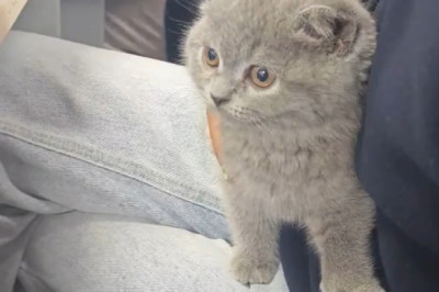 Cats Take Over School: The Feline Classroom Invasion!