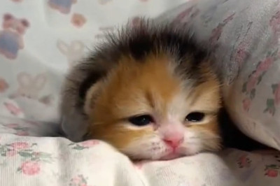 Kitten Gasp: The Most Adorable Reaction You'll Ever See!