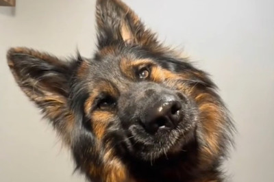 Meet the Heroic Shepherd Dog: Unbelievable Skills You Won't Believe!