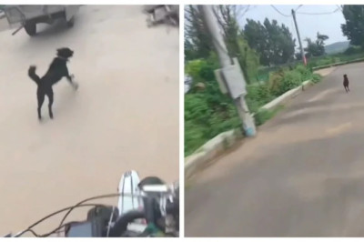 Watch What Happens When This Dog Leads a Man into an Abandoned Neighborhood!