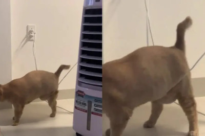 You Won't Believe the Trap This Cat Walks Into!