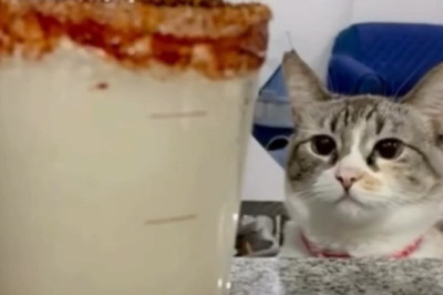 Cat vs. Wine: The Hilarious Showdown You Didn’t Know You Needed!