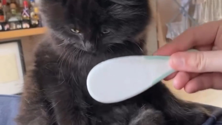 The Ultimate Kitten Comb Magic! | Transform Your Feline Friends' Fur!