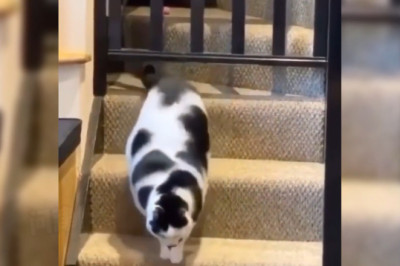 Chubby Charmers! The Funniest Fat Cats That Will Melt Your Heart!