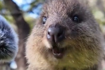 When You Realize Quokkas Are Adorable... Until You See One Eating!