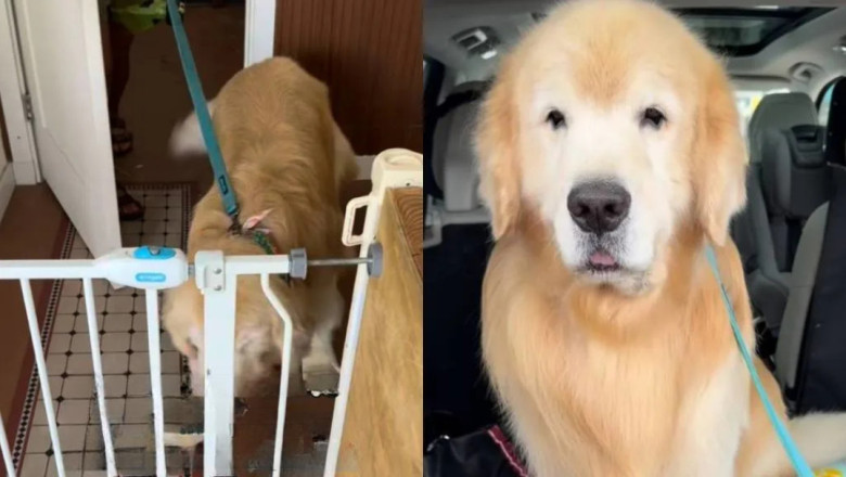 Golden Retriever’s Adorable Grooming Transformation Blows Up the Internet!