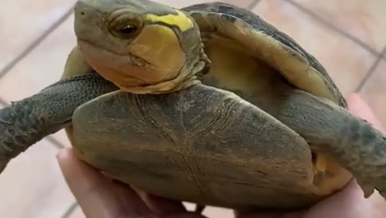 Incredible Box Turtles: Nature's Master Hiders!
