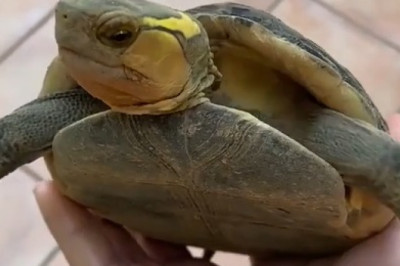 Incredible Box Turtles: Nature's Master Hiders!