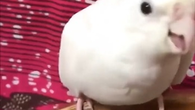 Jealous Parrots: Watch How These Birds React When Their Owners Show Affection to Others!