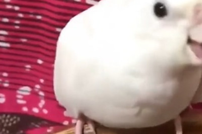 Jealous Parrots: Watch How These Birds React When Their Owners Show Affection to Others!