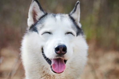 Watch These Feisty Huskies Hilariously Crash Through Patio Furniture Like They Own the Place!