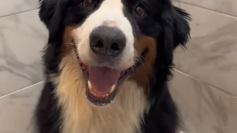 Watch This Bernese Mountain Dog Enjoy His 5-Star Spa Day!