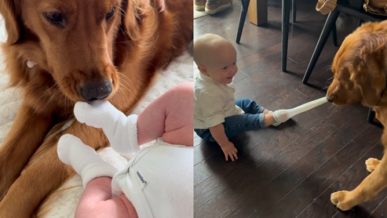 When Socks Meet Paws: Adorable Dog Shares Heartwarming Bond with Baby Brother!