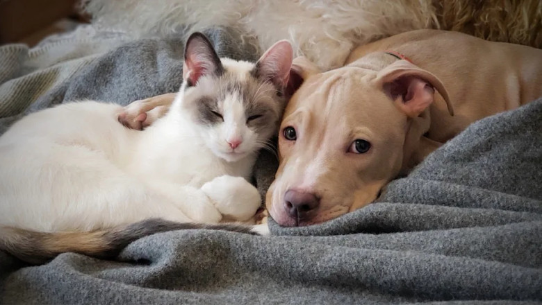 10 Essential Factors to Consider Before Getting a Second Pet