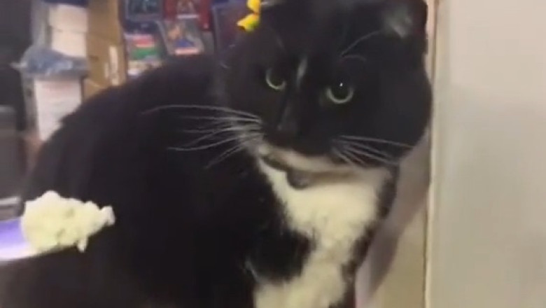 Cats vs. Stinky Surprises: Hilarious Reactions You Have to See!