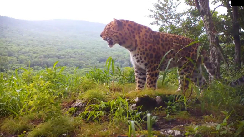 Leopard's Epic Survey: The Ultimate ‘Stalking’ Performance!