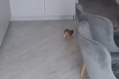 Meet the Cat-tastic Falcon: When Birds Become Fuzzy Felines!