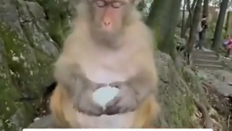 Monkey vs. Gourmet Treat: Hilarious Rejection Alert!