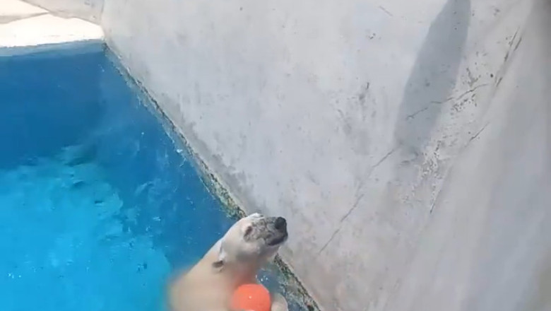 Polar Bear Plays for Snacks: The Wildest Game Show in Japan!