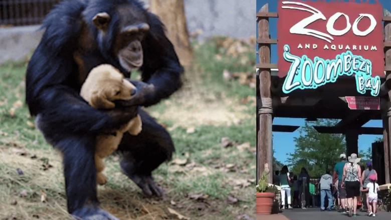 The Grieving Chimp and the Lost Puppy: An Unlikely Family Forms at the Zoo