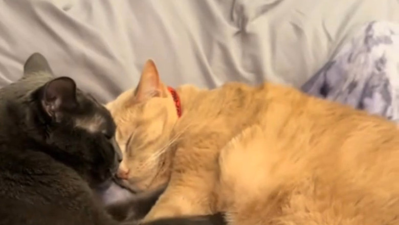 Dough-Napping Duo: Two Cats Take Over the Kitchen!