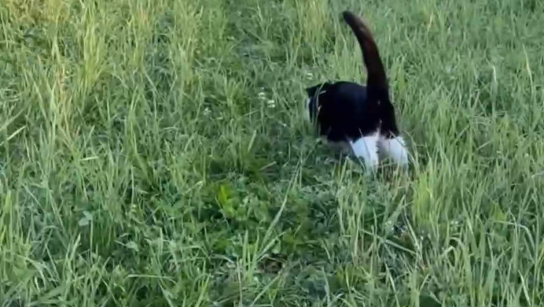 Feline Frenzy: Cats vs. The Great Butterfly Escape!