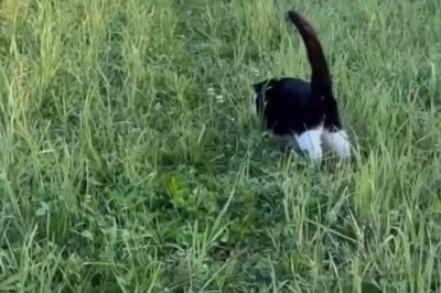 Feline Frenzy: Cats vs. The Great Butterfly Escape!