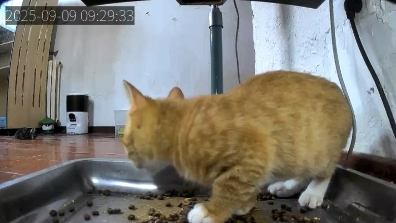 Kitten vs. Food Machine: The Ultimate Showdown!