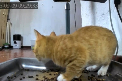 Kitten vs. Food Machine: The Ultimate Showdown!