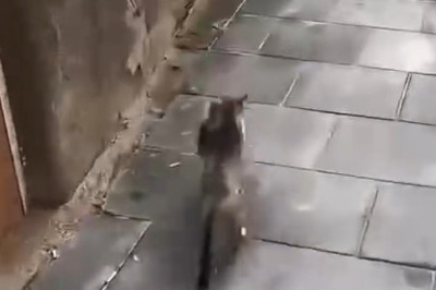 Super Mom Alert! Stray Cat’s Heartwarming Vet Visit with Her Kitten!