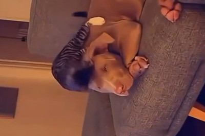 The Ultimate Showdown: Cat vs. Dog - Who Will Reign Supreme?